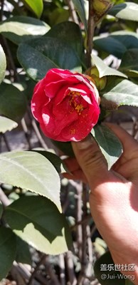 不經(jīng)意間發(fā)現(xiàn)花開了!