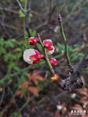 2018年初六隨手拍