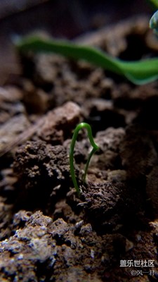 不一樣的微世界