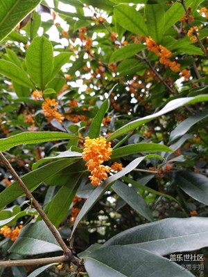 S8+拍的一些照片