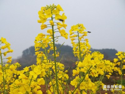 小蜜蜂與油菜花的約會(huì)