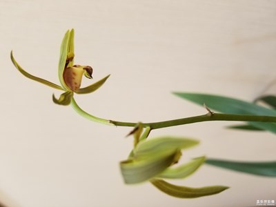 【春風(fēng)】+春天來(lái)了