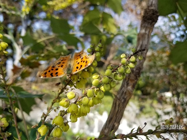 前幾天隨手拍的照片