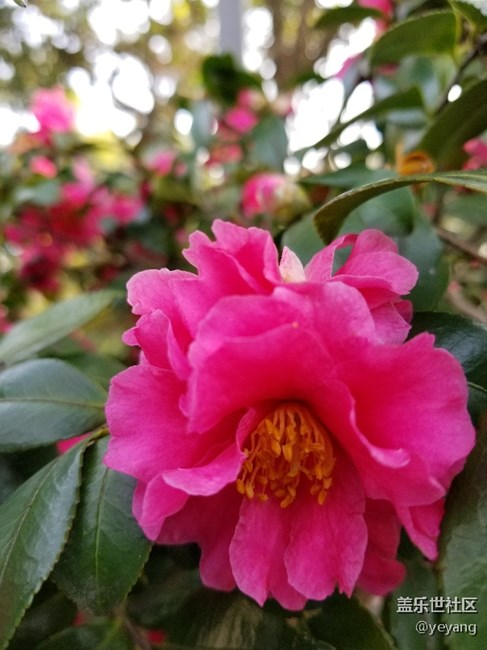 前幾天隨手拍的照片