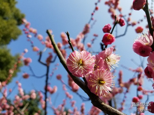 前幾天隨手拍的照片