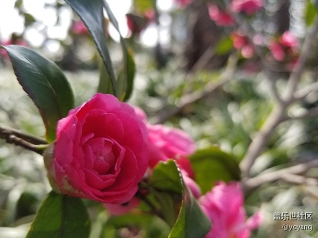 前幾天隨手拍的照片