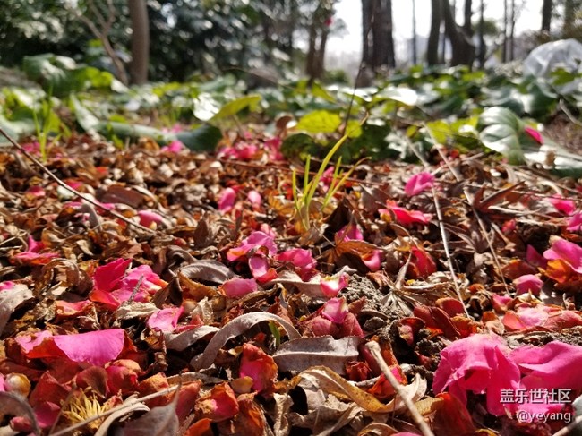 前幾天隨手拍的照片