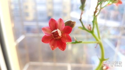 【春風(fēng)】+北國之春