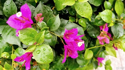 【春風(fēng)】+春風(fēng)撫后百花開