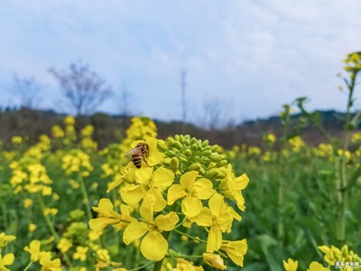 春風(fēng)錯(cuò)過了【春風(fēng)】——蜂戀花