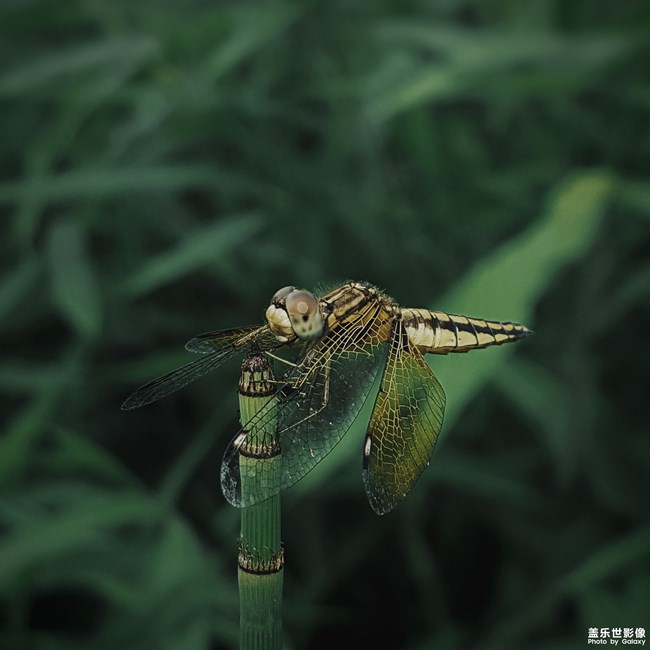 每周精帖匯【第88期：震撼來襲 蓋樂世S9 | S9+正式發(fā)布】