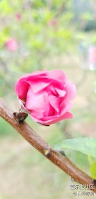 第一次嘗試微距，略抖，地點(diǎn):深圳蓮花山桃花林