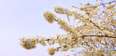 不一樣的白桃花