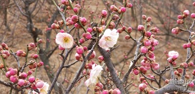春風(fēng)吹，吹開(kāi)梅花十里。