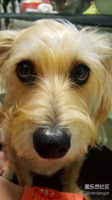 還有比它還傻的嗎？