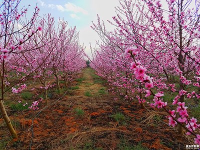 在那桃花盛開(kāi)的地方