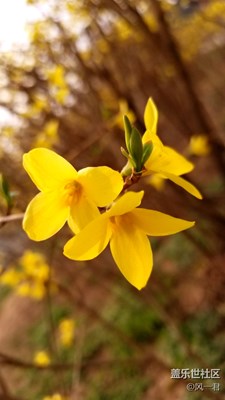 不一樣的小黃(2)