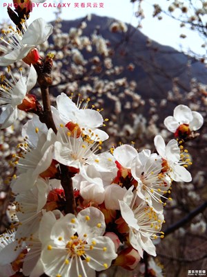 春滿連云嶺（之二）