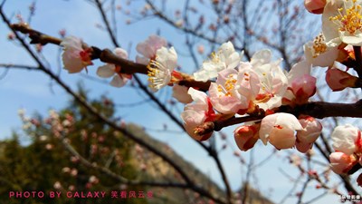 春滿連云嶺（之一）