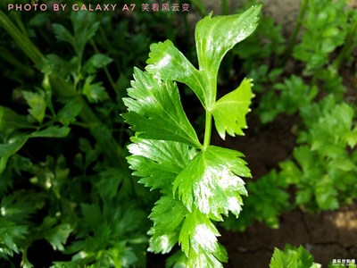 暖棚里的春天——生機(jī)盎然