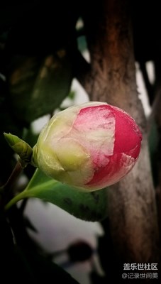 下班途中，一路走來一路花。