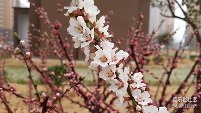 殘紅尚有三千樹，不及初開一朵鮮