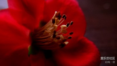 不一樣的微景觀(3)