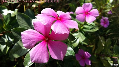 【生如夏花般絢爛】（一）