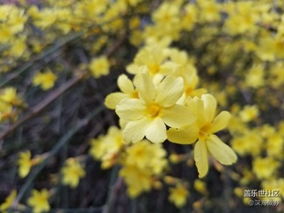 迎春花開又一季