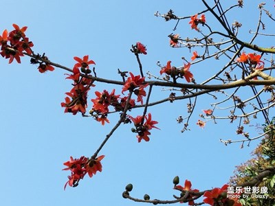 木棉花開