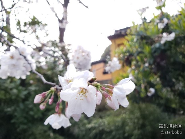 關(guān)于S9+相機(jī)專業(yè)模式觸動(dòng)問題