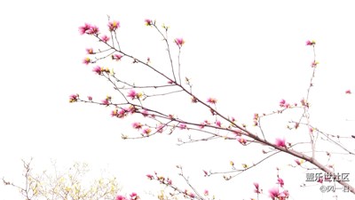 不一樣的玉蘭花，如詩似畫