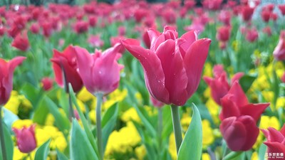 盛開(kāi)的郁金香