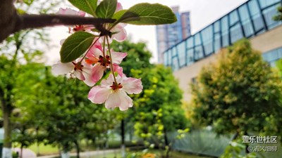 三月櫻花粉美人