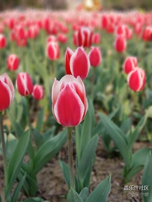 s9+  雞鳴寺，玄武湖，櫻花節(jié)