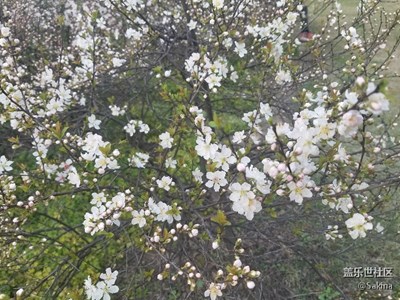 春日顧村櫻花??