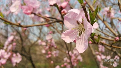 人面桃花相映紅