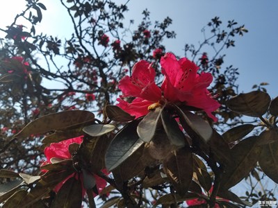 春到扯度老熊山賞花