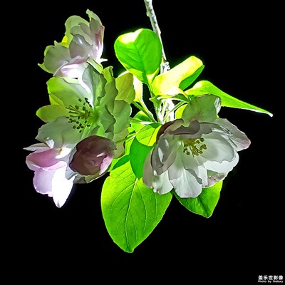 暗香盈袖,芳華夜放!