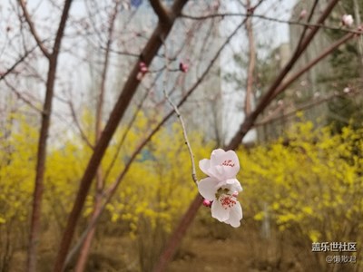 春歸青城
