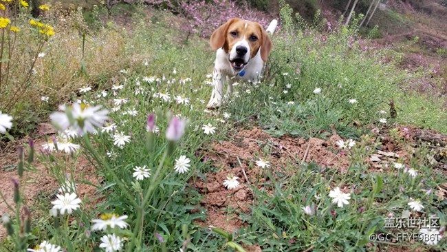 【春色十里不如“9”】+成都分公司蔡咪娜小區(qū)&“娜”片海隊