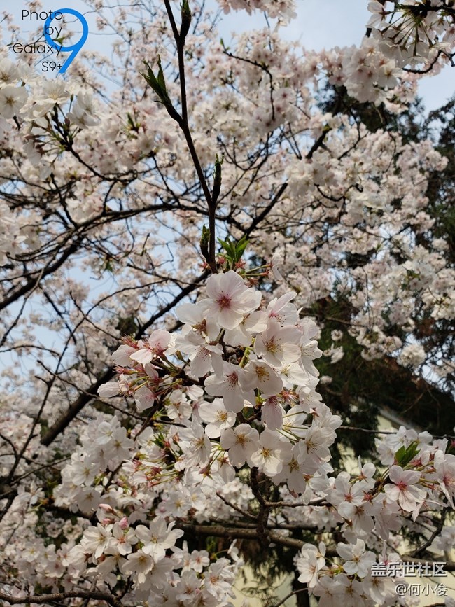 【分享】買了手機(jī)好幾天了，都沒怎么拍照