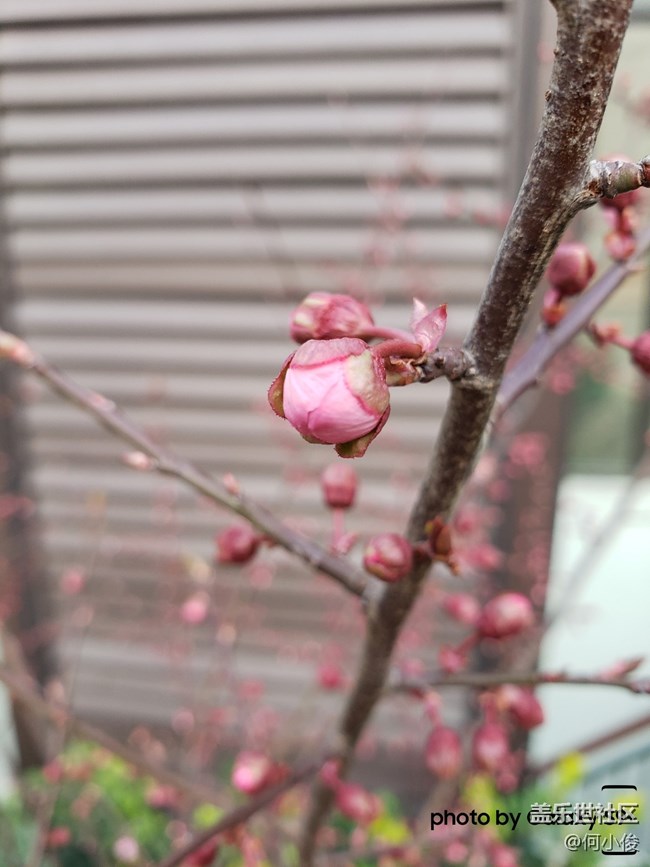 【分享】買了手機(jī)好幾天了，都沒怎么拍照