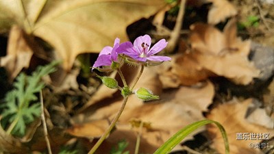并蒂花開(kāi)