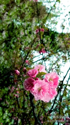 note 8隨手拍酒廠櫻桃