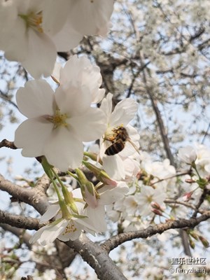 龍?zhí)逗S手拍