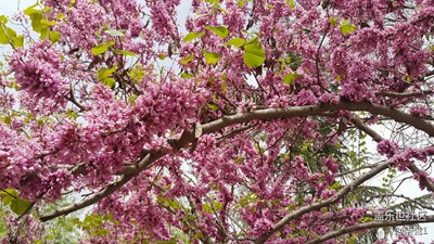 花開滿枝頭