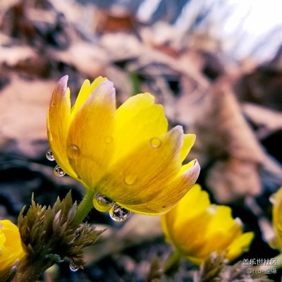 S8+冰凌花開(kāi)