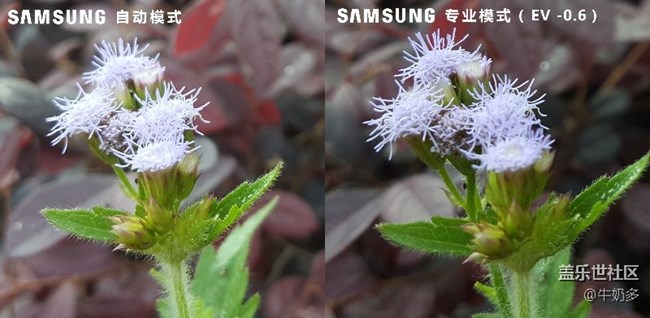 周日上午的樹(shù)木園之旅 談?wù)勛钚翿C3固件下的相機(jī)一點(diǎn)