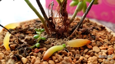 生命頑強(qiáng)之生生不息